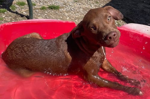 Photo of Java, adoptable Hound in Tracy City, Tennessee