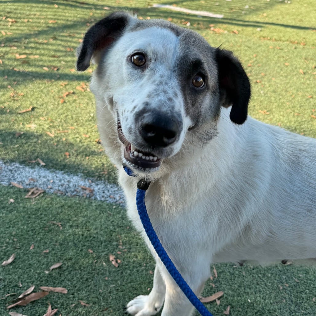 Photo of Lady B, adoptable dog