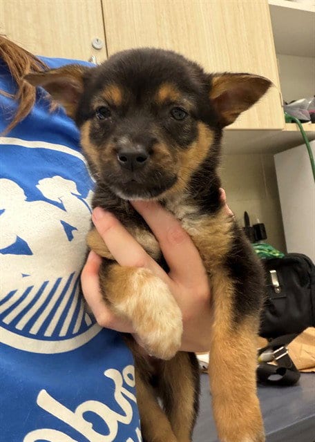 Photo of Vivian, adoptable Australian Cattle Dog/Blue Heeler in Brighton, Colorado