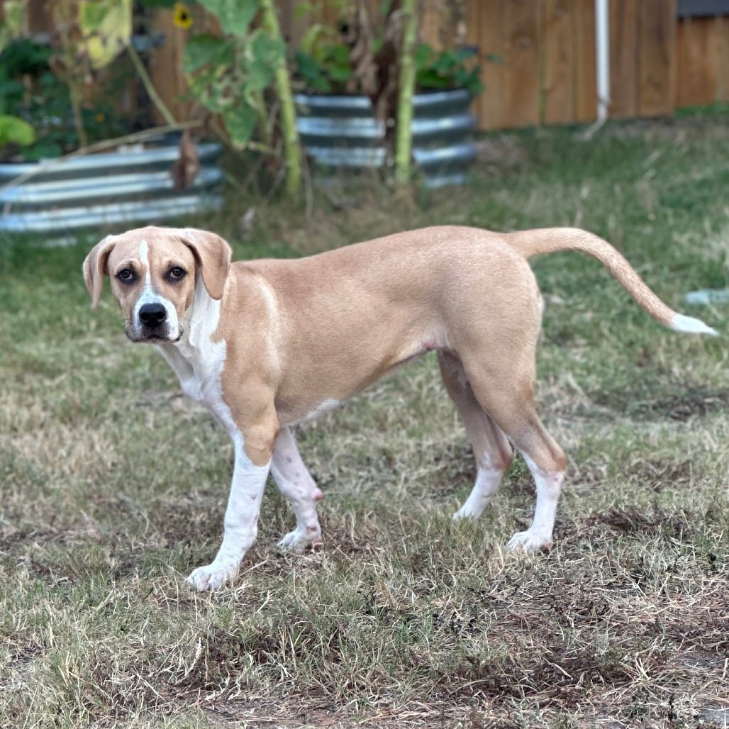 Photo of Hazel 26-05-150, adoptable Terrier / Mixed Breed (Medium) in Bastrop, Texas