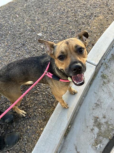 Photo of Fritter, adoptable American Staffordshire Terrier in Phoenix, Arizona