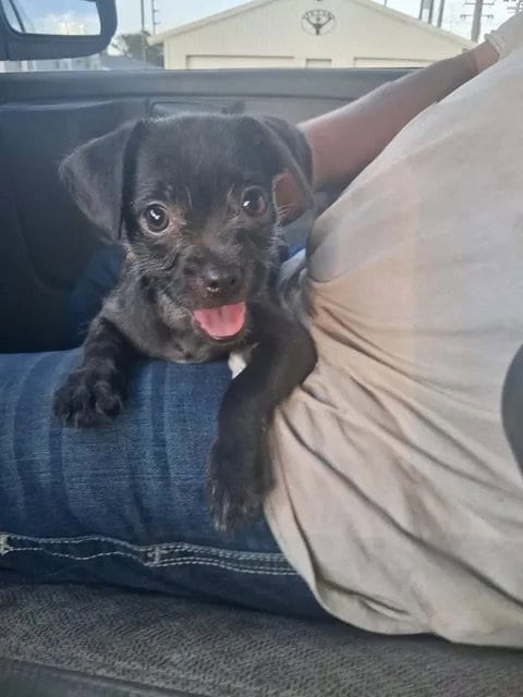 Photo of Button, adoptable Terrier in Grafton, Wisconsin