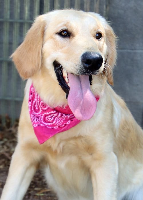 Photo of Cagney, adoptable Golden Retriever in Glendale, Arizona