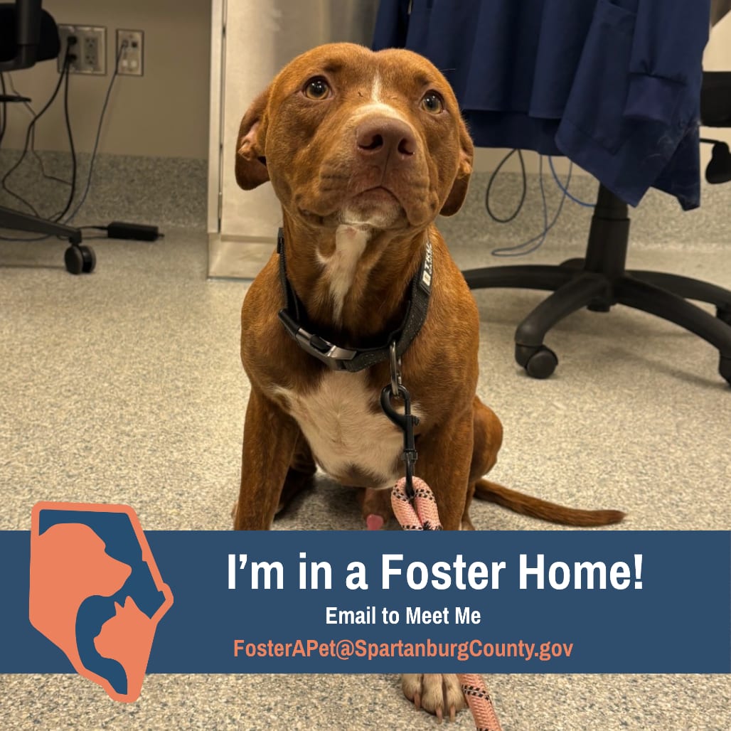 Photo of Brisket, adoptable Terrier, Pit Bull in Spartanburg, South Carolina