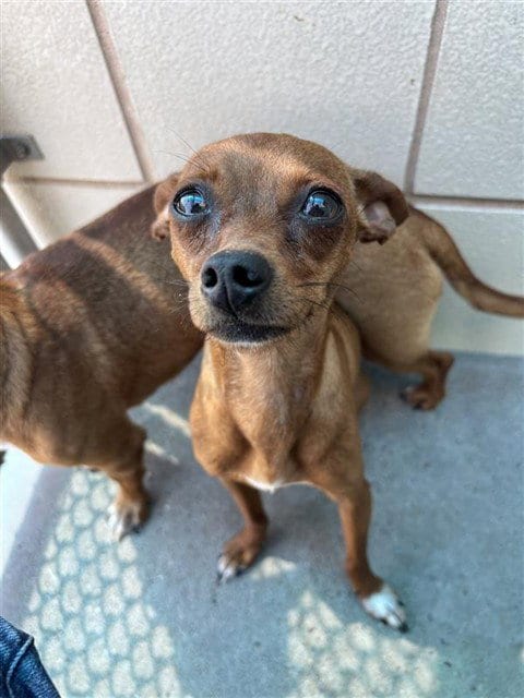 Photo of Tally, adoptable Chihuahua in Corpus Christi, Texas