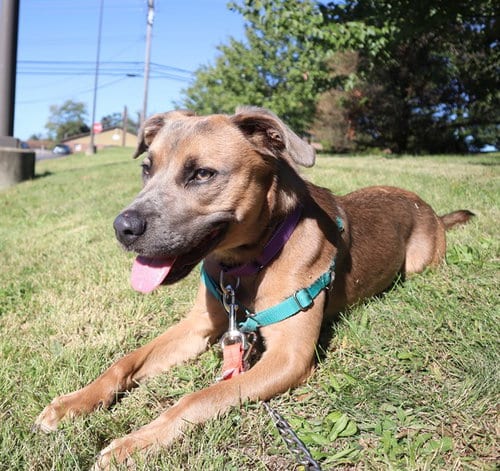 Photo of Izzy, adoptable German Shepherd Dog in Center Township, Pennsylvania
