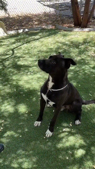 Photo of Luis, adoptable Labrador Retriever in Lancaster, California