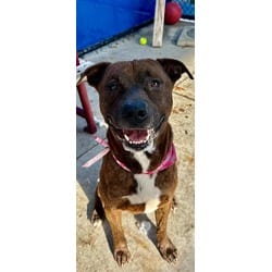 Photo of Jake, adoptable Terrier (Unknown Type, Medium) in Doral, Florida