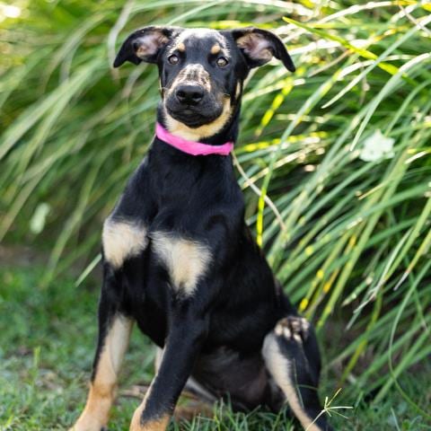 Photo of Bread, adoptable Doberman Pinscher in Camarillo, California