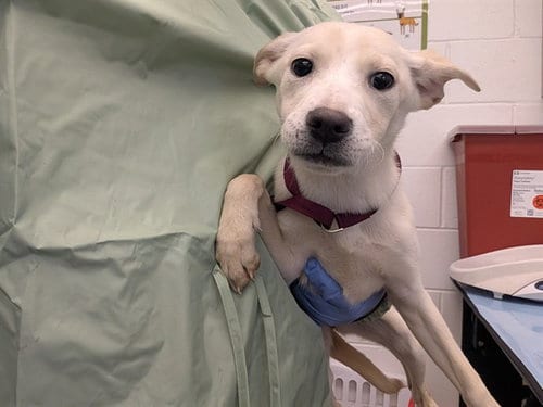 Photo of Shimmer, adoptable Labrador Retriever in Mesa, Arizona
