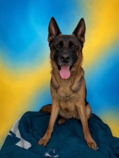 Photo of Meiko, adoptable German Shepherd Dog in San Pedro, California