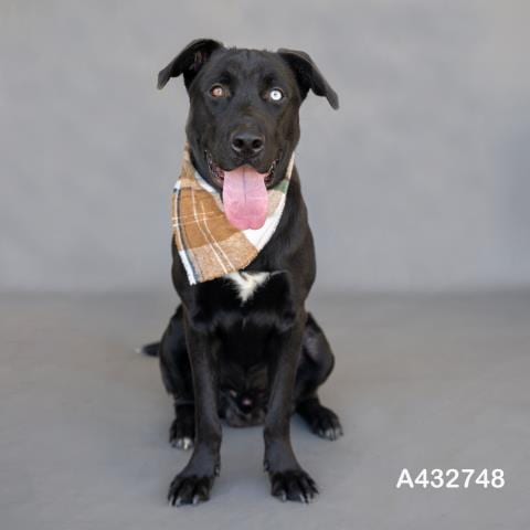 Photo of Volt, adoptable Labrador Retriever in Conroe, Texas