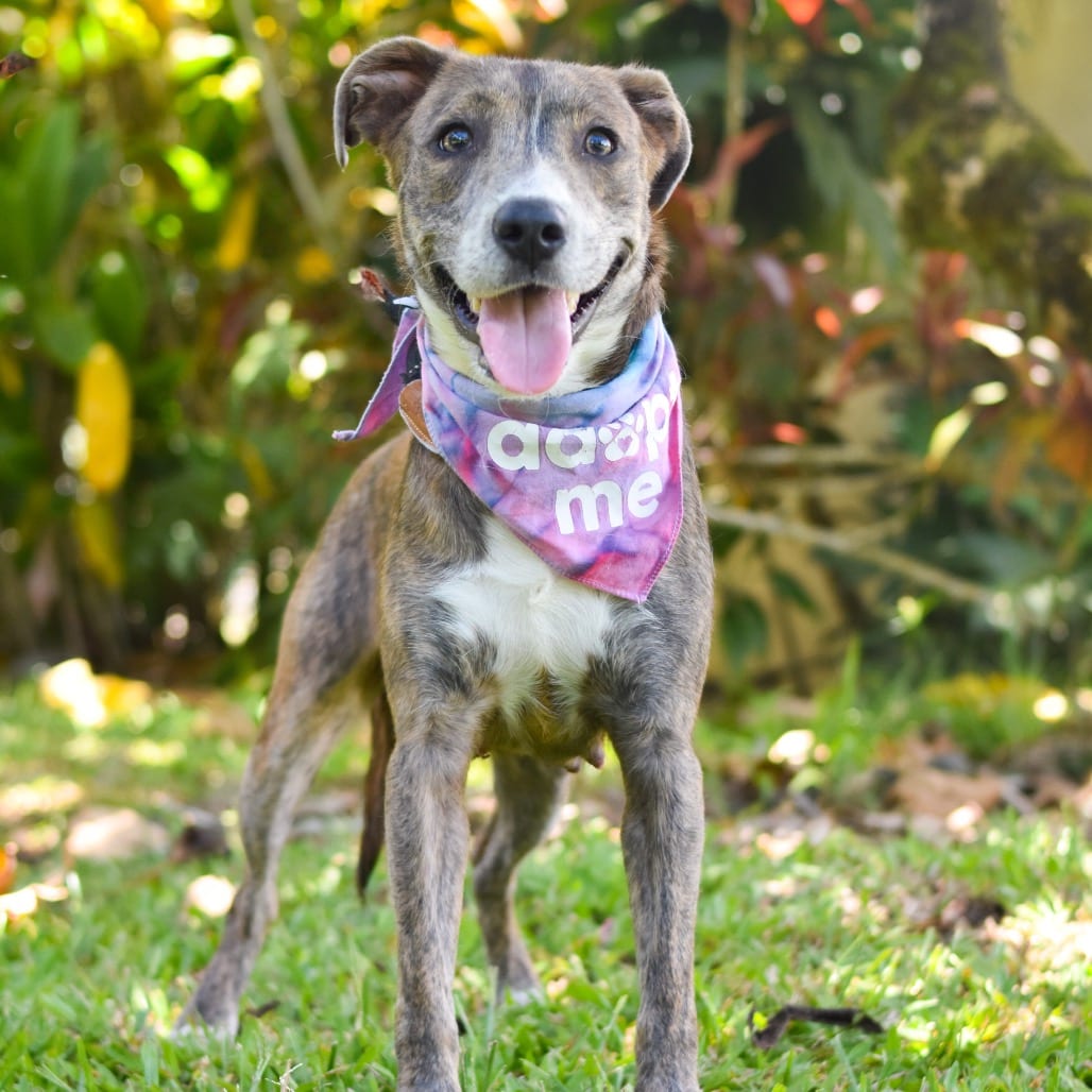 Photo of Jessie, adoptable Mixed Breed (Medium)