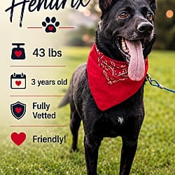 Photo of Hendrix, adoptable Australian Kelpie in East Hartford, Connecticut