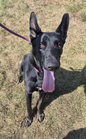Photo of Batman, adoptable German Shepherd Dog in Decatur, Illinois