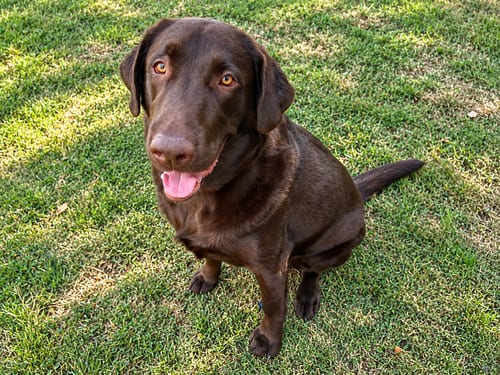 Photo of Tucker, adoptable Labrador Retriever in Clovis, California