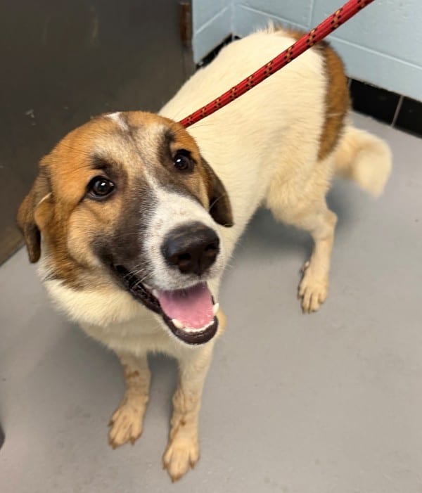 Photo of Fizzy, adoptable Great Pyrenees cross in Lawrenceville, Georgia