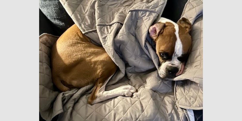 Photo of Brewster II, adoptable Boxer in Austin, Texas