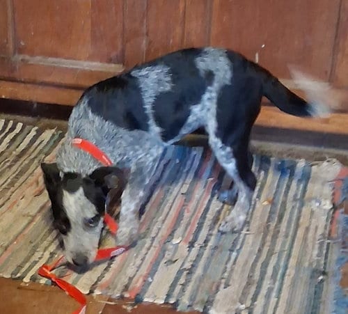 Photo of Jo, adoptable Australian Cattle Dog/Blue Heeler in Stockport, Ohio
