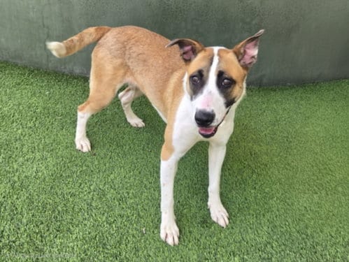 Photo of Lacy, adoptable American Staffordshire Terrier in Van Nuys, California