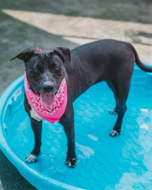 Photo of Luna, adoptable American Pit Bull Terrier in Miami, Florida