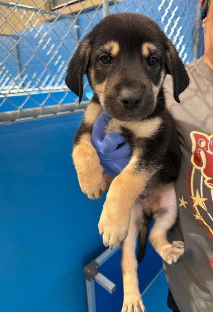 Photo of A170396, adoptable Queensland Heeler in Bakersfield, California