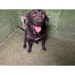Photo of Brian, adoptable Labrador Retriever in Lancaster, California