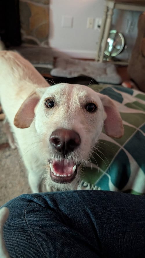 Photo of Archie, adoptable Labrador Retriever in Virginia Beach, Virginia