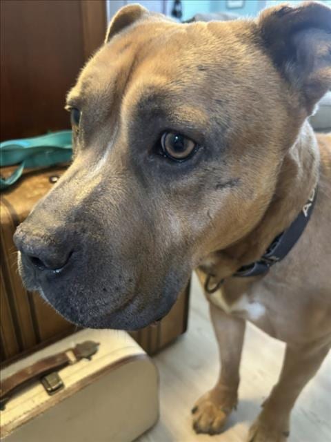 Photo of Simbalucci, adoptable Mastiff in Derwood, Maryland