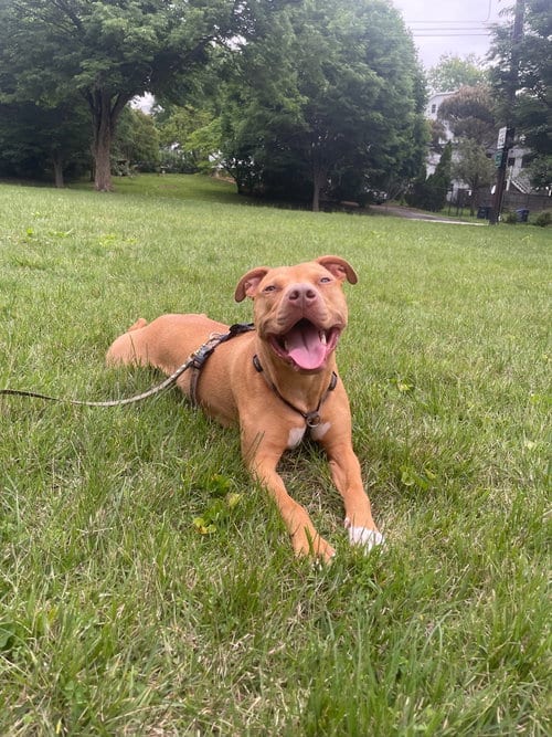 Photo of Bronx, adoptable Pit Bull Terrier in Alexandria, Virginia