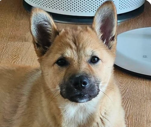 Photo of Kiwi, adoptable Jindo (Korean) in San Ramon, California