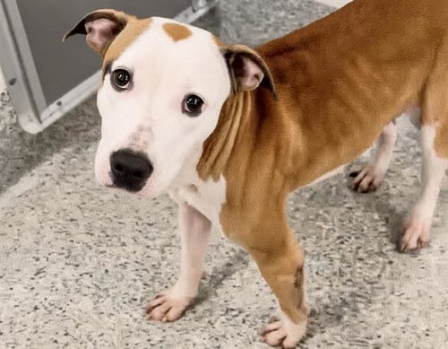 Photo of Alicia, adoptable Boxer in Houston, Texas