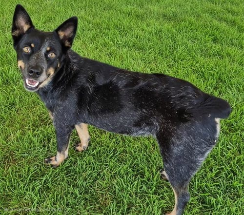 Photo of Clementine, adoptable Queensland Heeler in Albuquerque, New Mexico