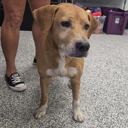 Photo of Brody, adoptable Carolina Dog in Jacksonville, North Carolina