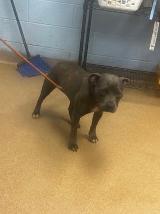 Photo of Aqua, adoptable dog in Chamblee, Georgia