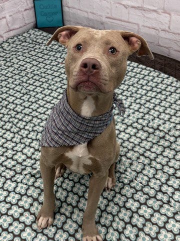 Photo of Waffle, adoptable Pit Bull Terrier in Detroit, Michigan