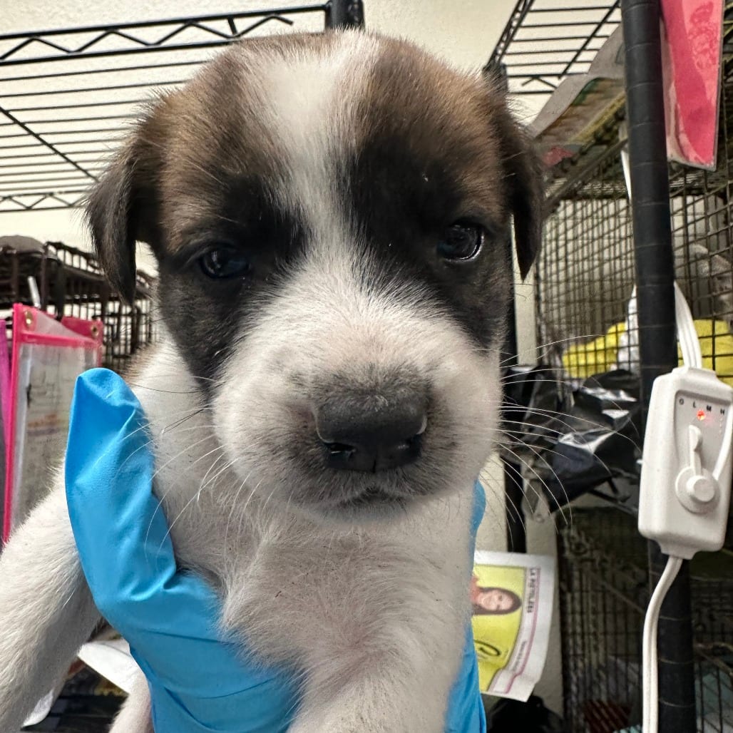 Photo of Chicken, adoptable Shepherd / Mix in San Antonio, Texas