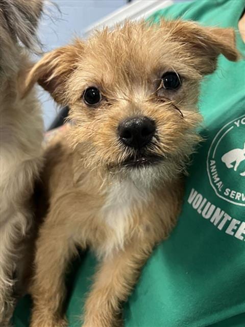 Photo of Mowgli, adoptable Terrier in Woodland, California