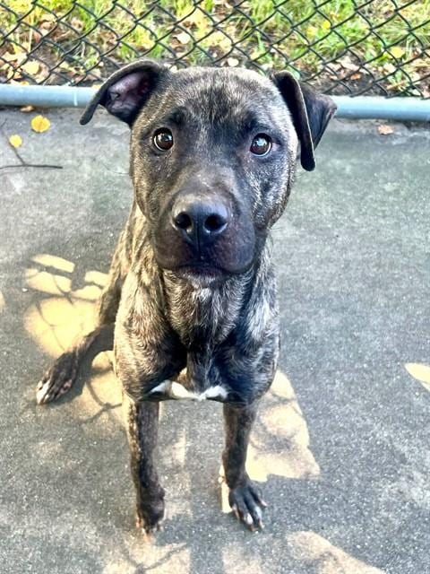 Photo of Violette, adoptable American Pit Bull Terrier in Chicago, Illinois