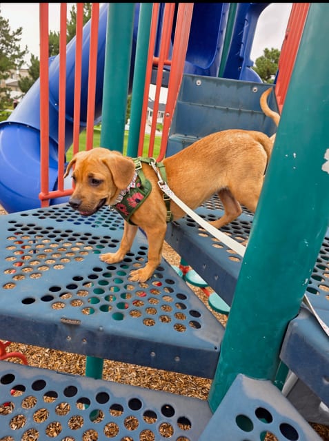 Photo of Bee BAYBEE, adoptable Black Mouth Cur in MIDWAY, Utah