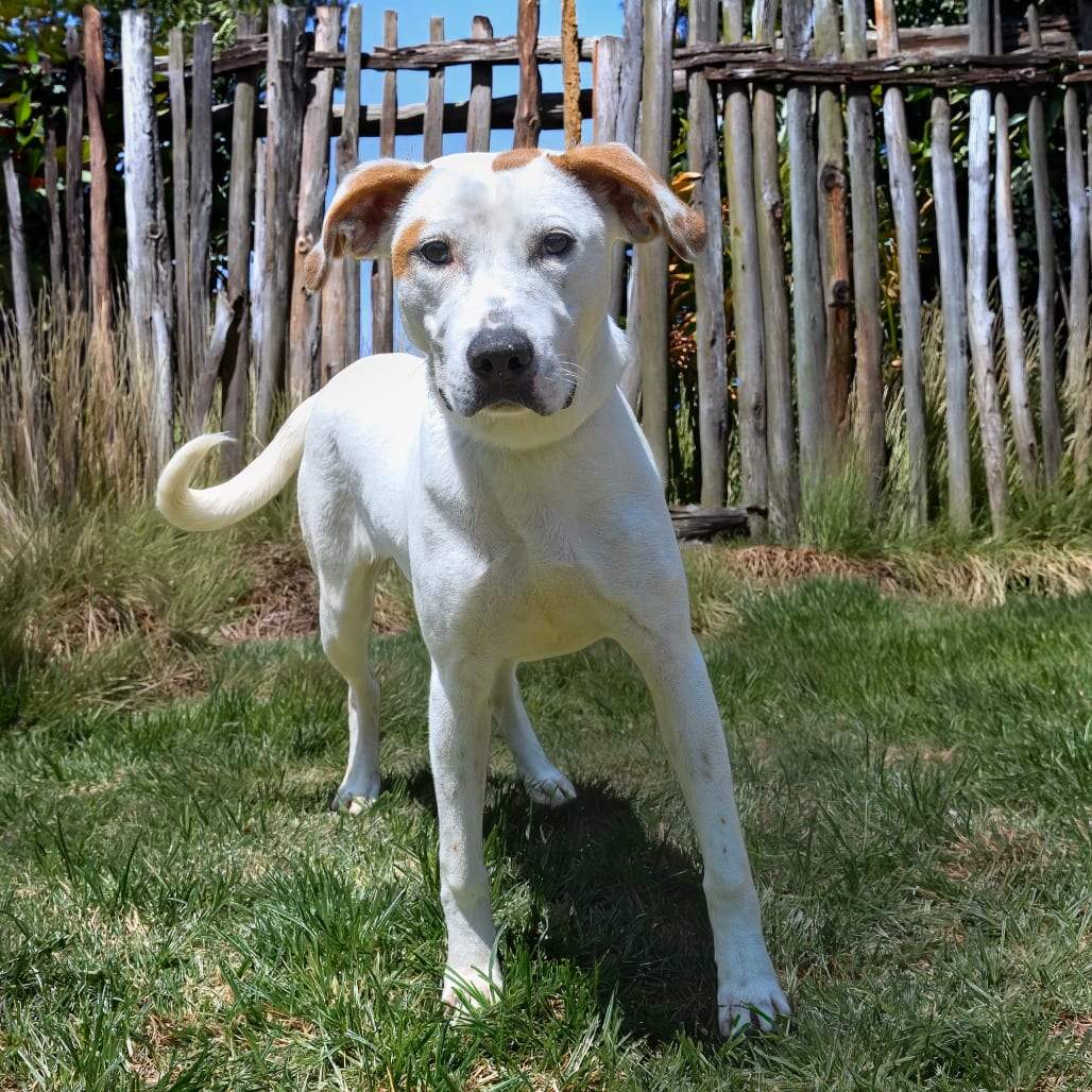Photo of Laney, adoptable Terrier, Pit Bull / Mix in Weatherford, Texas