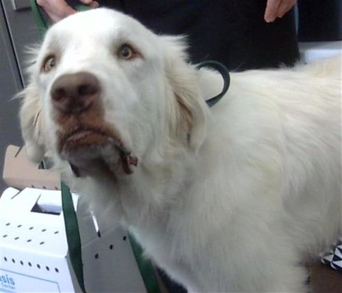 Photo of Banjo, adoptable Great Pyrenees in Dallas, Texas