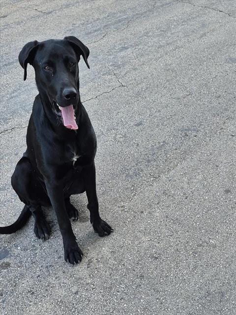 Photo of Purdy Girl, adoptable Labrador Retriever in San Antonio, Texas