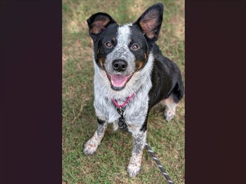 Photo of Jojo, adoptable Australian Cattle Dog/Blue Heeler in Chapel Hill, North Carolina