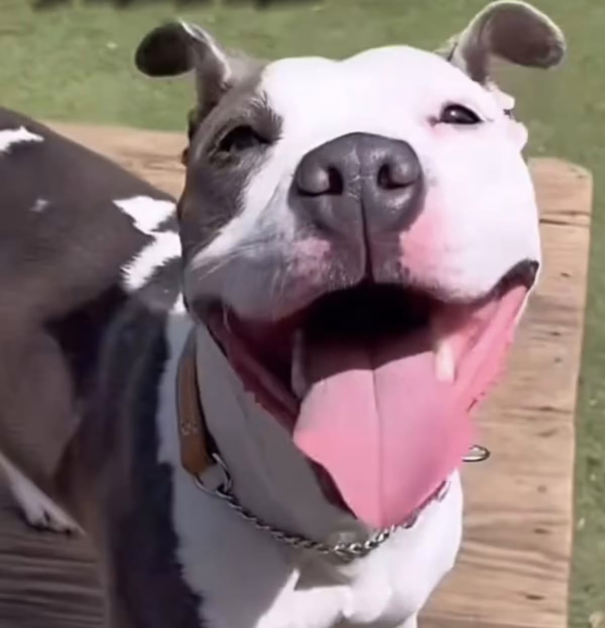 Photo of Keke, adoptable Pit Bull Terrier in Staten Island, New York