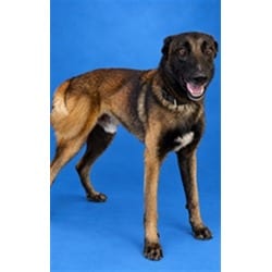 Photo of Marlo, adoptable Belgian Malinois in Doral, Florida