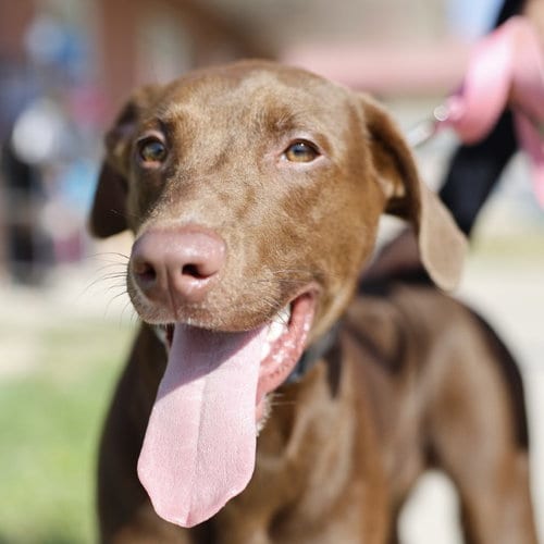 Photo of Dexter, adoptable Labrador Retriever in San Antonio, Texas