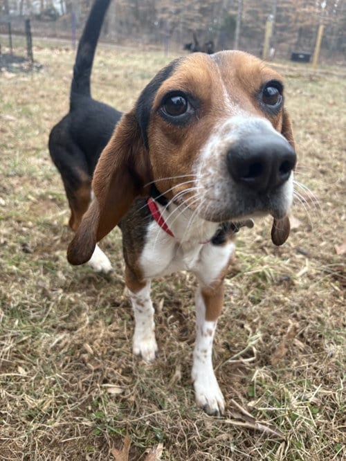 Photo of Rocky Beagle, adoptable Beagle in Holly Springs, North Carolina