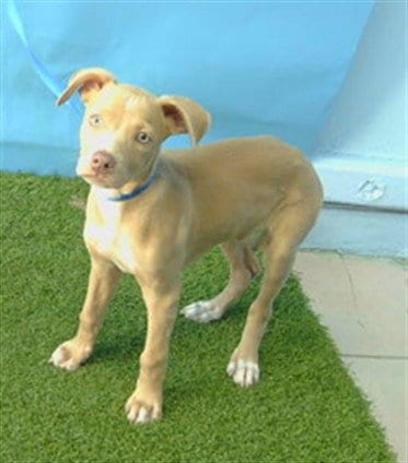 Photo of A5804292, adoptable Pit Bull Terrier in Gardena, California