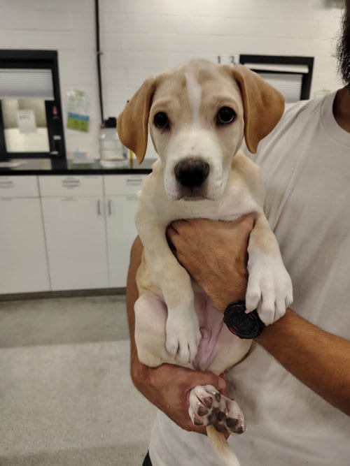 Photo of Newt, adoptable Labrador Retriever in Phoenix, Arizona
